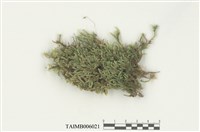 藏品(皺葉粗枝苔)的圖片